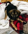 German shepherd pup (Aria)