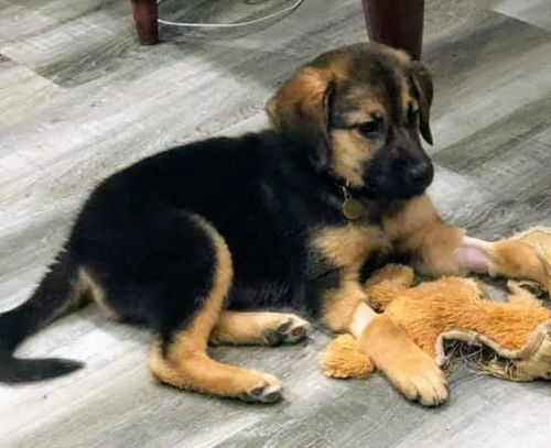 German shepherd pup (Aria)
