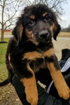 German shepherd pup (Ruger)