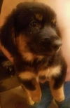 German shepherd pup (Ruger)