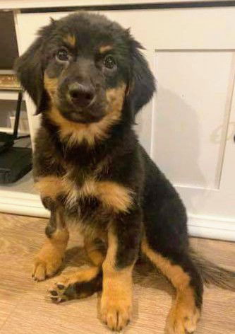 German shepherd pup (Ruger)