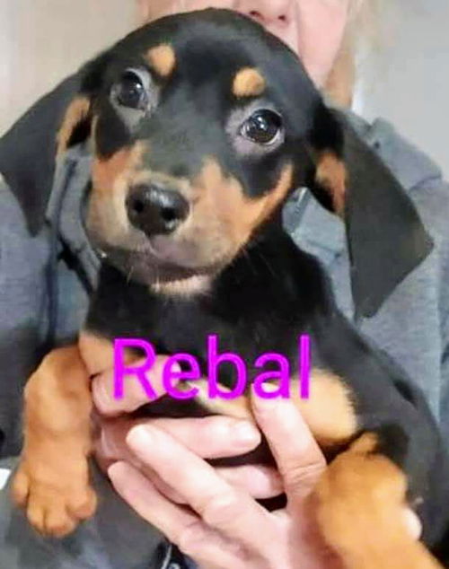Hound litter (Rebal)