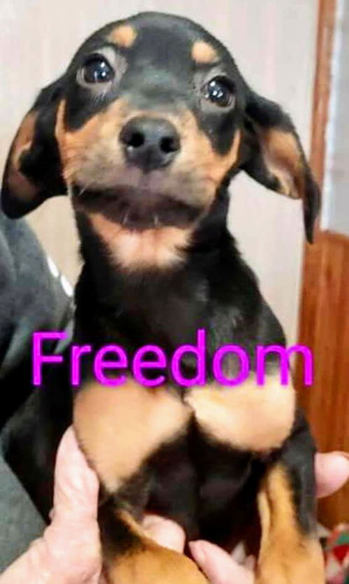 Hound litter (Freedom)