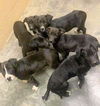 Lab Mix “E” Litter (Esther)