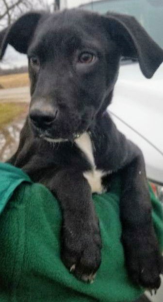 Lab Mix “E” Litter (Edward)