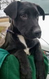 Lab Mix “E” Litter (Edward)