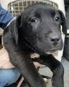 Lab Mix “E” Litter (Eunice)