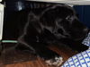 Lab Mix “E” Litter (Eunice)