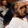 Terrier Mix Sister ~ (Sophie Dawn)