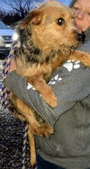 Terrier Mix Sister ~ (Sophie Dawn)