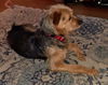 Terrier Mix Sister ~ (Sophie Dawn)