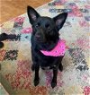 adoptable Dog in ashville, OH named Zora
