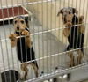 Terrier Mix Siblings ~ Dax