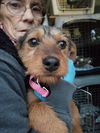 Terrier Mix Siblings ~ Dax