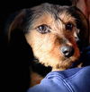 Terrier Mix Siblings ~ Dax