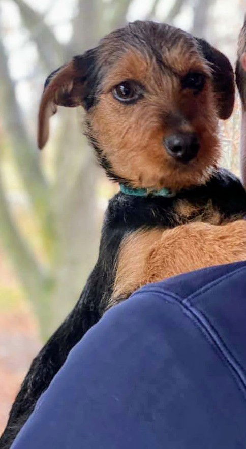 Terrier Mix Siblings ~ Dax