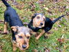 Terrier Mix Siblings ~ Dax