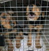 Terrier Mix Siblings ~ Dax