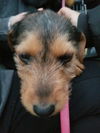 Terrier Mix Siblings  ~ Daisy Mae