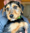 Terrier Mix Siblings  ~ Daisy Mae