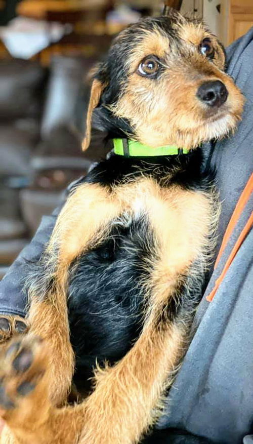 Terrier Mix Siblings  ~ Daisy Mae