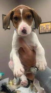Howie The Hound Dog