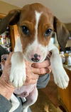 Howie The Hound Dog