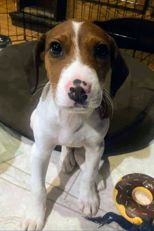 Howie The Hound Dog