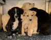 Harry Potter Litter (Draco)