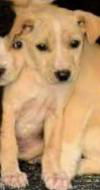 Harry Potter Litter (Draco)