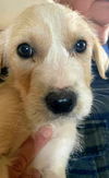 Harry Potter Litter (Draco)