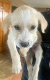 Harry Potter Litter (Draco)