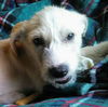 Harry Potter Litter (Draco)
