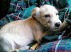 Harry Potter Litter (Draco)
