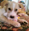 Harry Potter Litter (Draco)