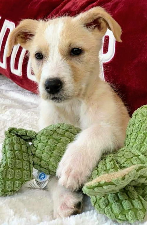 Harry Potter Litter (Draco)