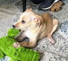 Harry Potter Litter (Sybill)