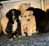 Harry Potter Litter (Rowena)