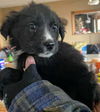 Harry Potter Litter (Rowena)