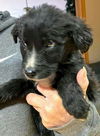 Harry Potter Litter (Rowena)