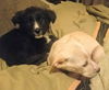 Harry Potter Litter (Rowena)
