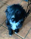 Harry Potter Litter (Rowena)
