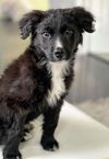 Harry Potter Litter (Rowena)