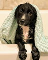 Harry Potter Litter (Rowena)