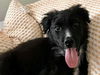Harry Potter Litter (Rowena)
