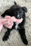Harry Potter Litter (Rowena)