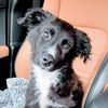 Harry Potter Litter (Rowena)