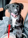 Harry Potter Litter (Rowena)