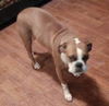 Layla (Boxer Momma)
