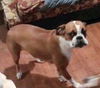 Layla (Boxer Momma)